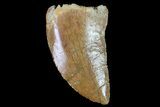 Serrated, Juvenile Carcharodontosaurus Tooth #80693-1